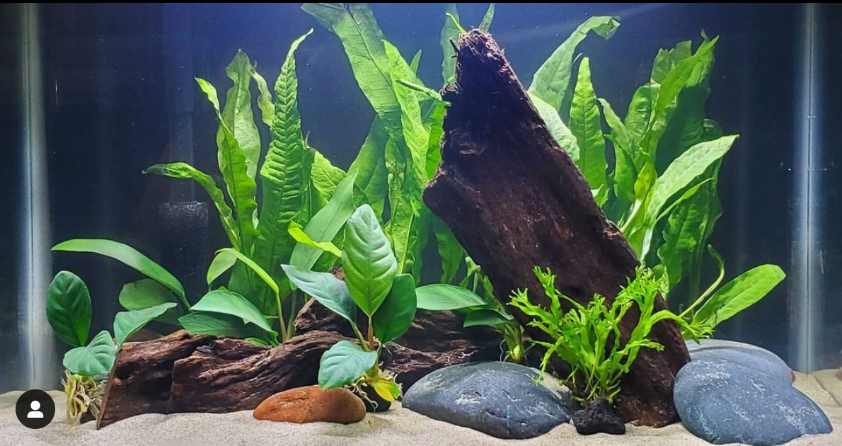 Aquarium Plants