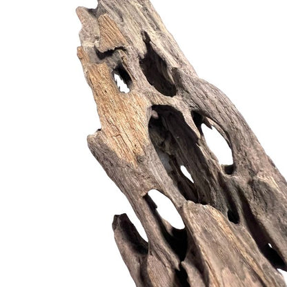 Shrimpwood driftwood closeup