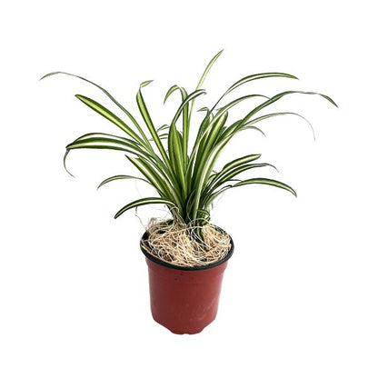 spider plant young Spider Plant Reverse 'Chlorophytum comosum' Potted Indoor Plant