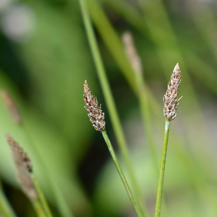 Spike Rush (Eleocharis montevidensis) 2