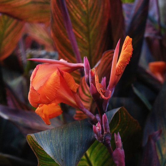 Tropical Canna Australia  2" Potted Marginal Plant WetPlants