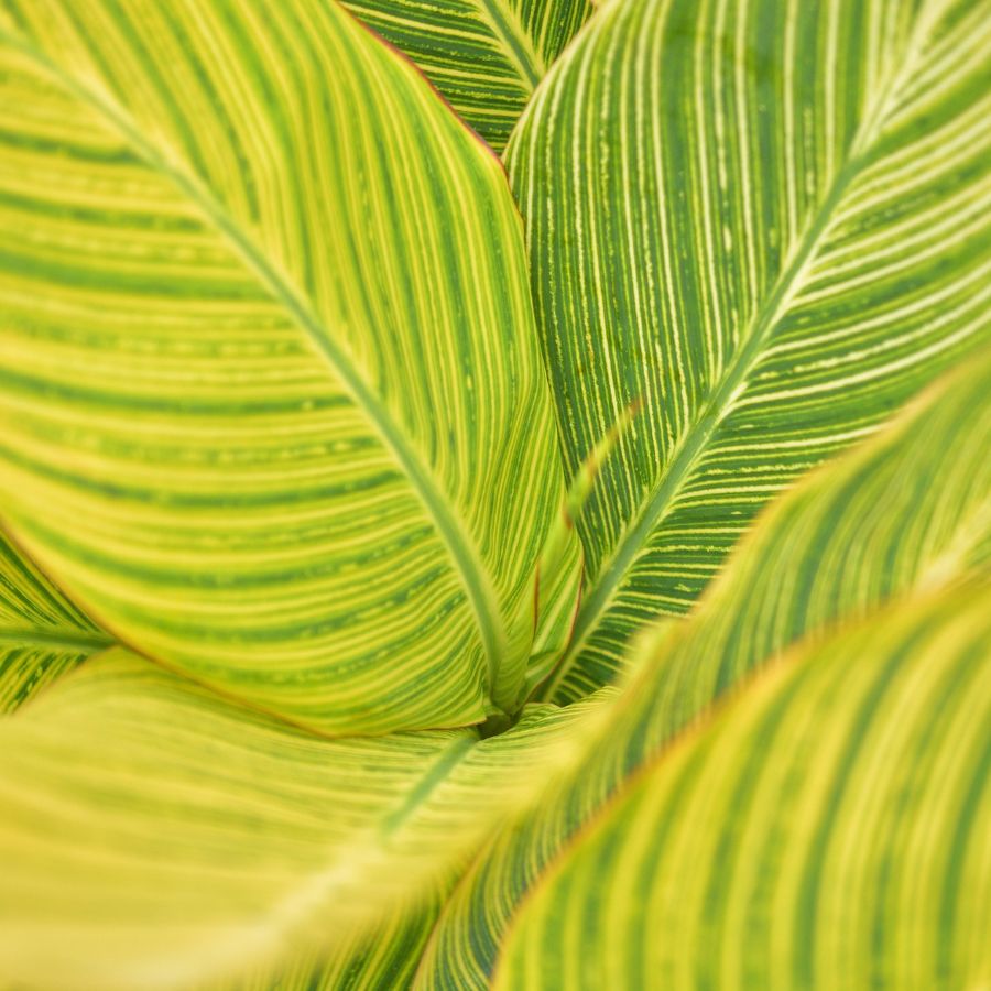 Tropical Canna bengal tiger 2" Potted Marginal Plant WetPlants