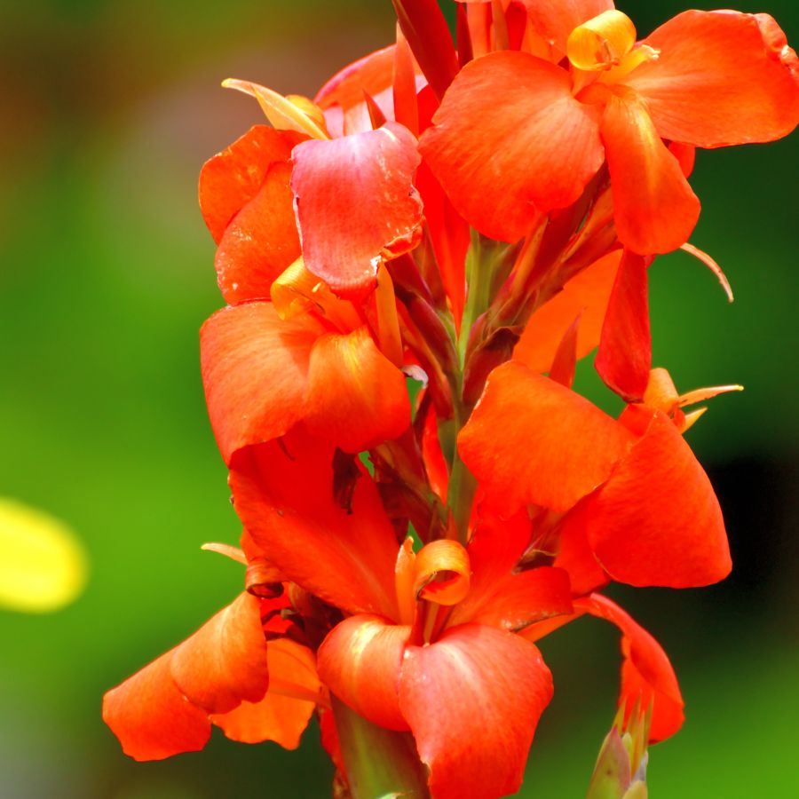 Tropical Canna canna endavor  2" Potted Marginal Plant WetPlants