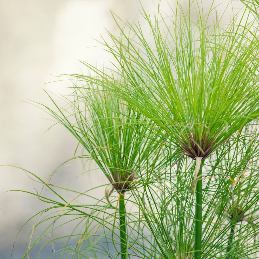 Papyrus- 2" Potted Tropical Marginal Plant