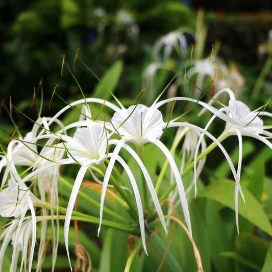 Tropical spider lily 2" Potted Marginal Plant WetPlants