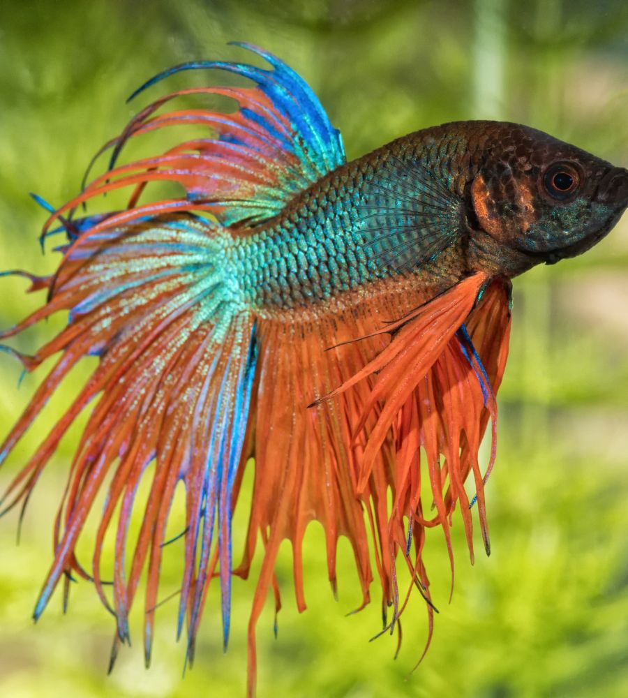 betta fish pack