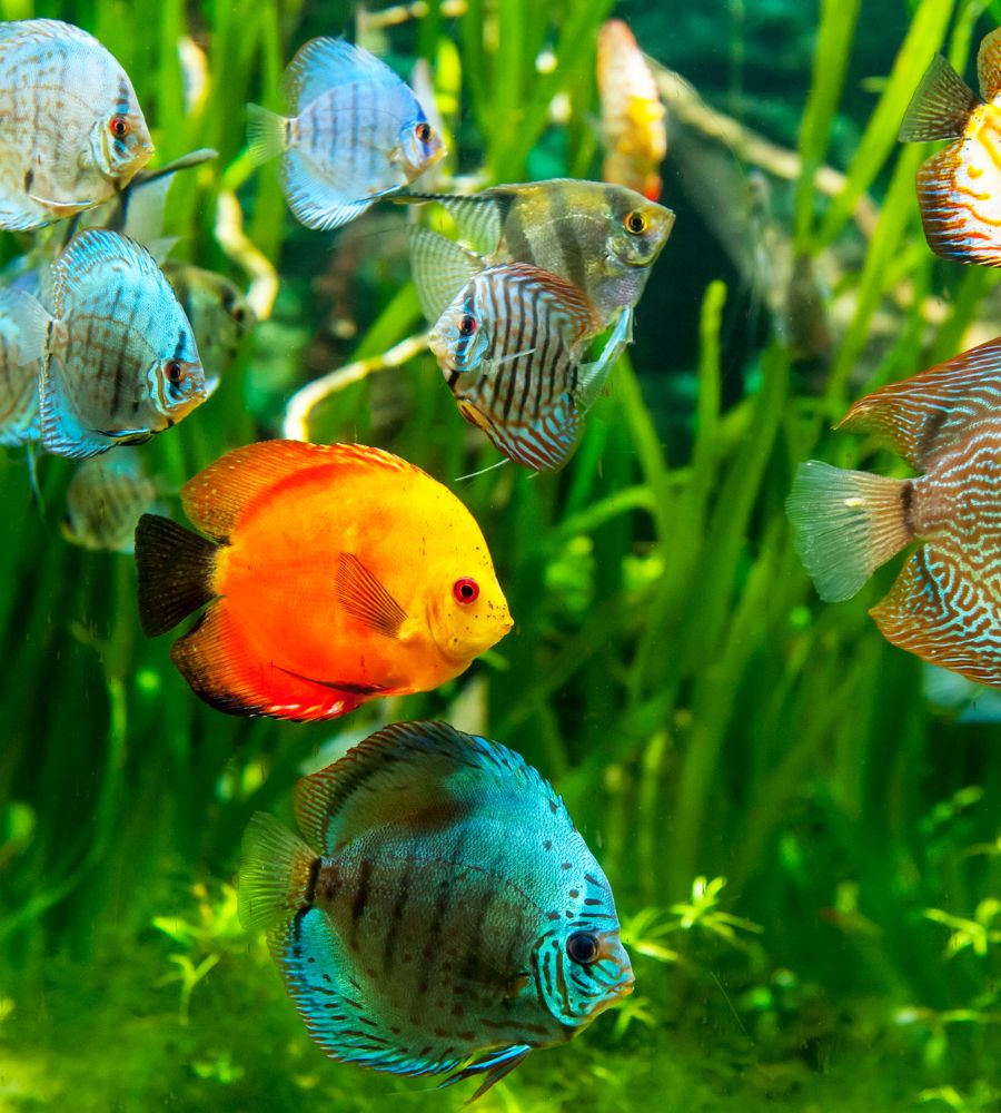 discus fish pack