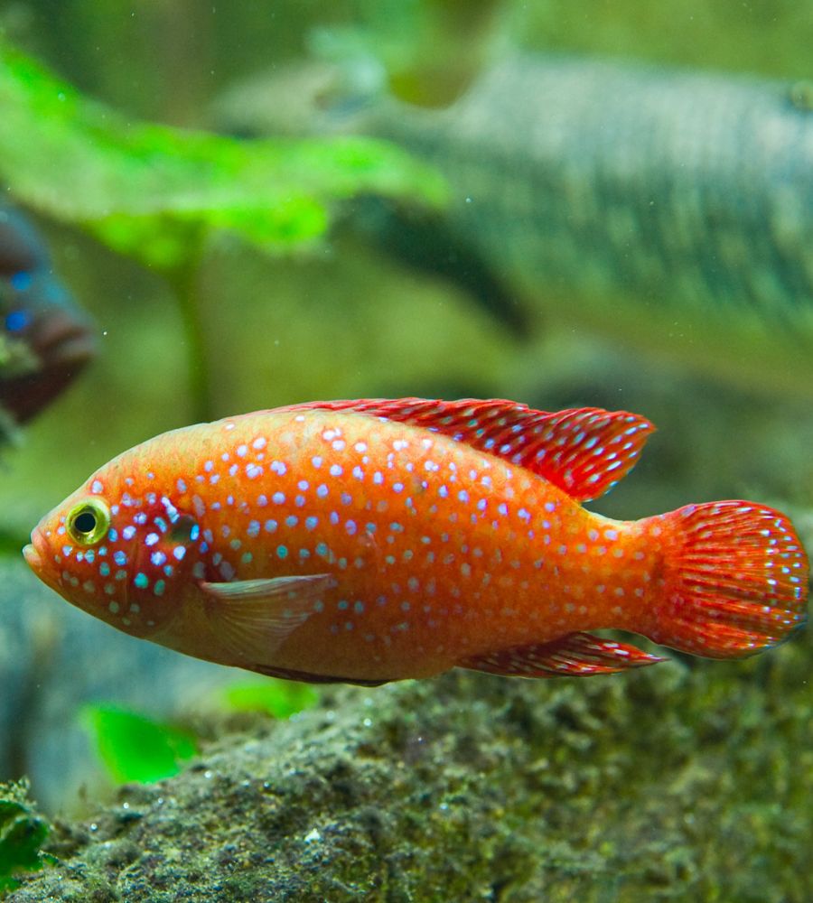 cichlid plant pack