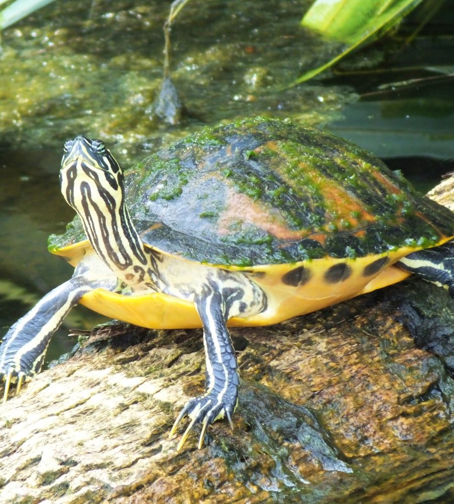 turtle plant pack