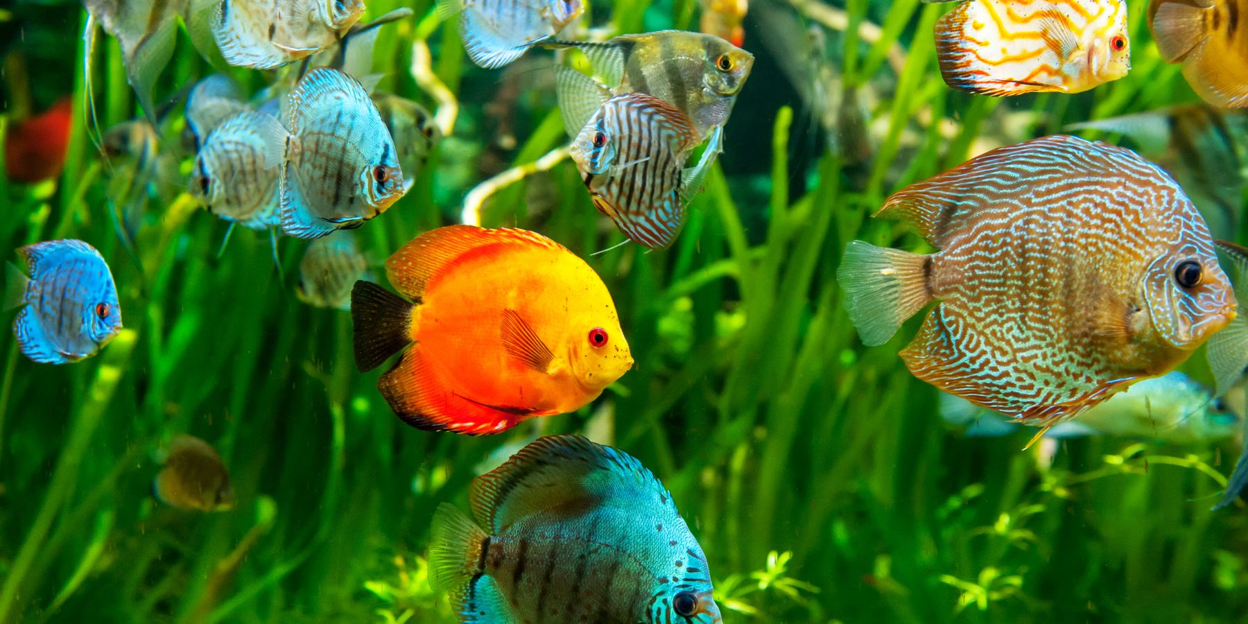 discus fish pack