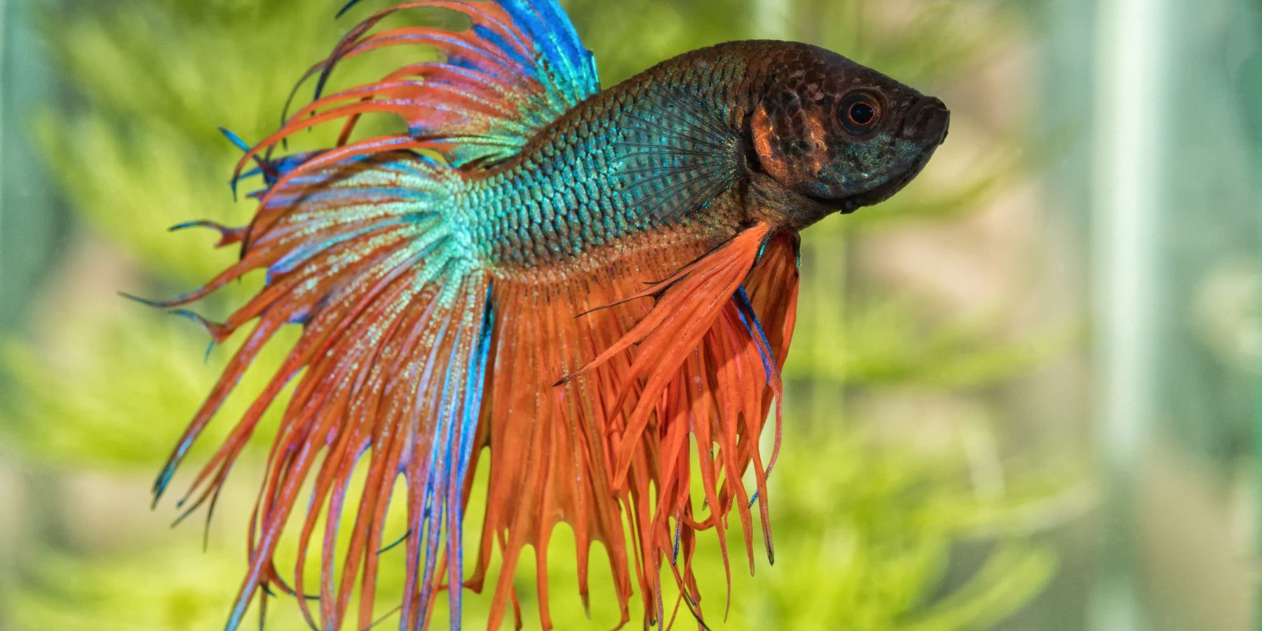 betta fish pack
