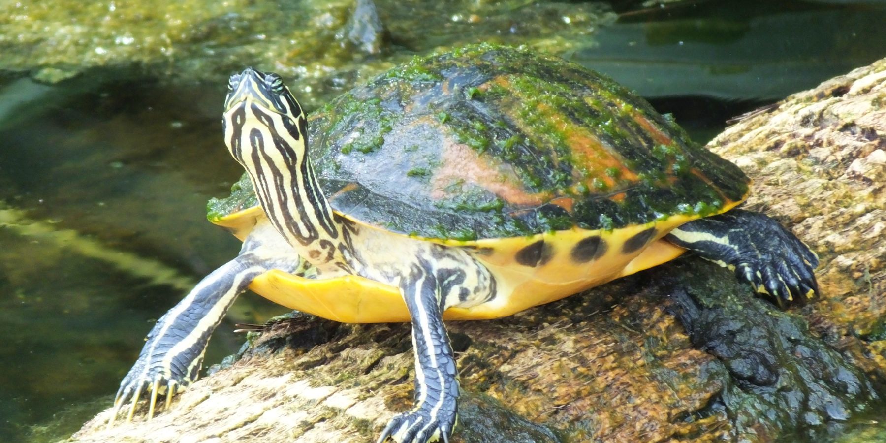 turtle plant tank