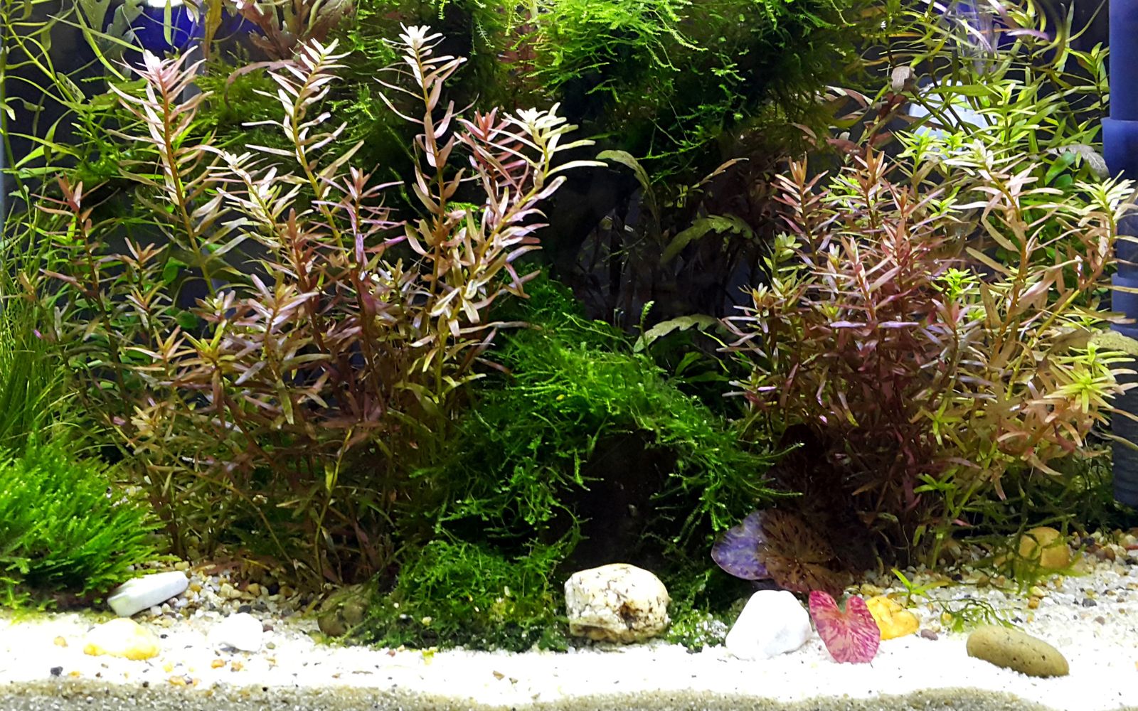 Red Aquatic Plants Pack brings contrast to your traditional green aquascape. 
