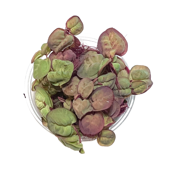 $5 Red Root Floater 4 oz Portion Cup - Pond Season Special