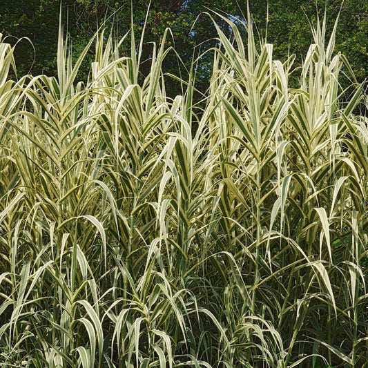 Variegated Giant Reed (Arundo donax) Pond Marginal plant WetPlants