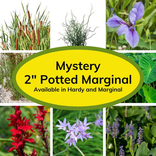 WetPlants.com Mystery Marginal Potted 2" Plant