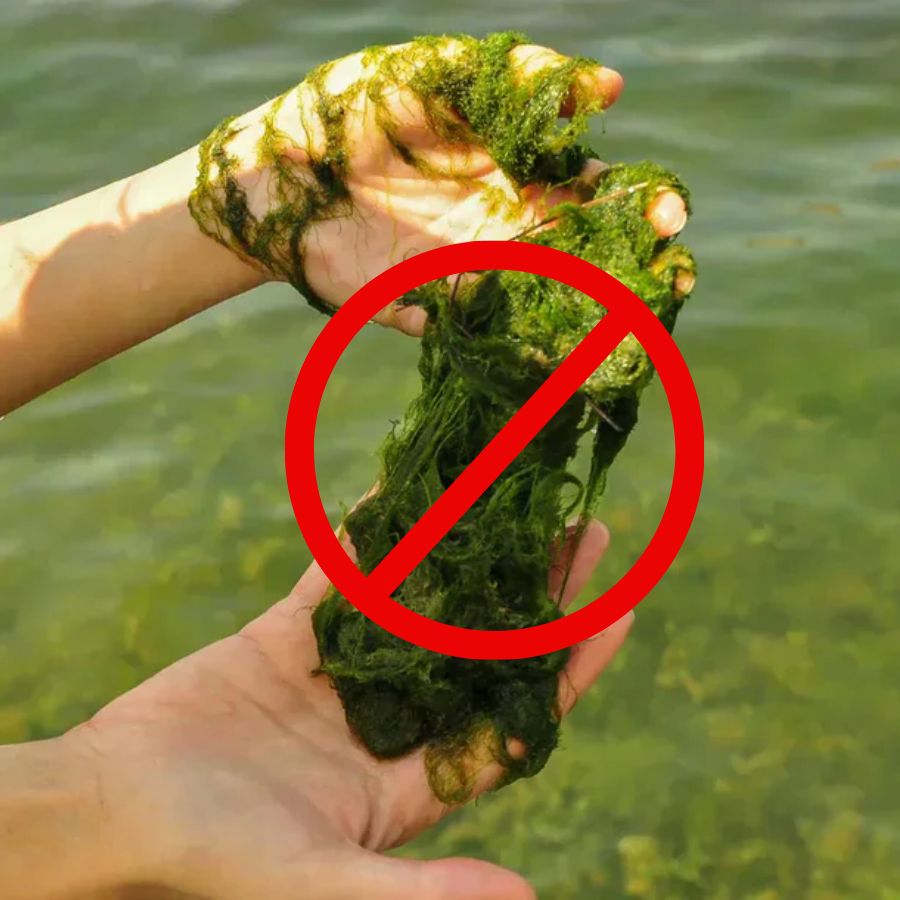 Algae-Fighting Plant Pack