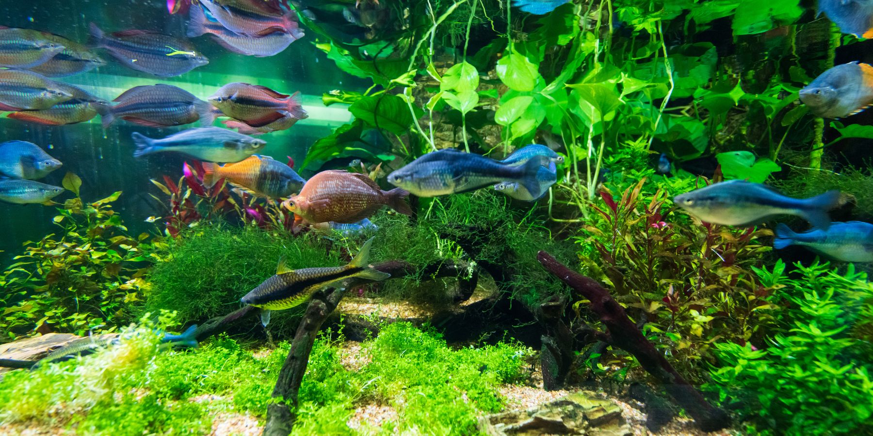 About Us - wetplants