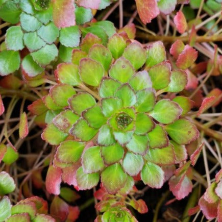 Mosaic Plant (Ludwigia sedioides