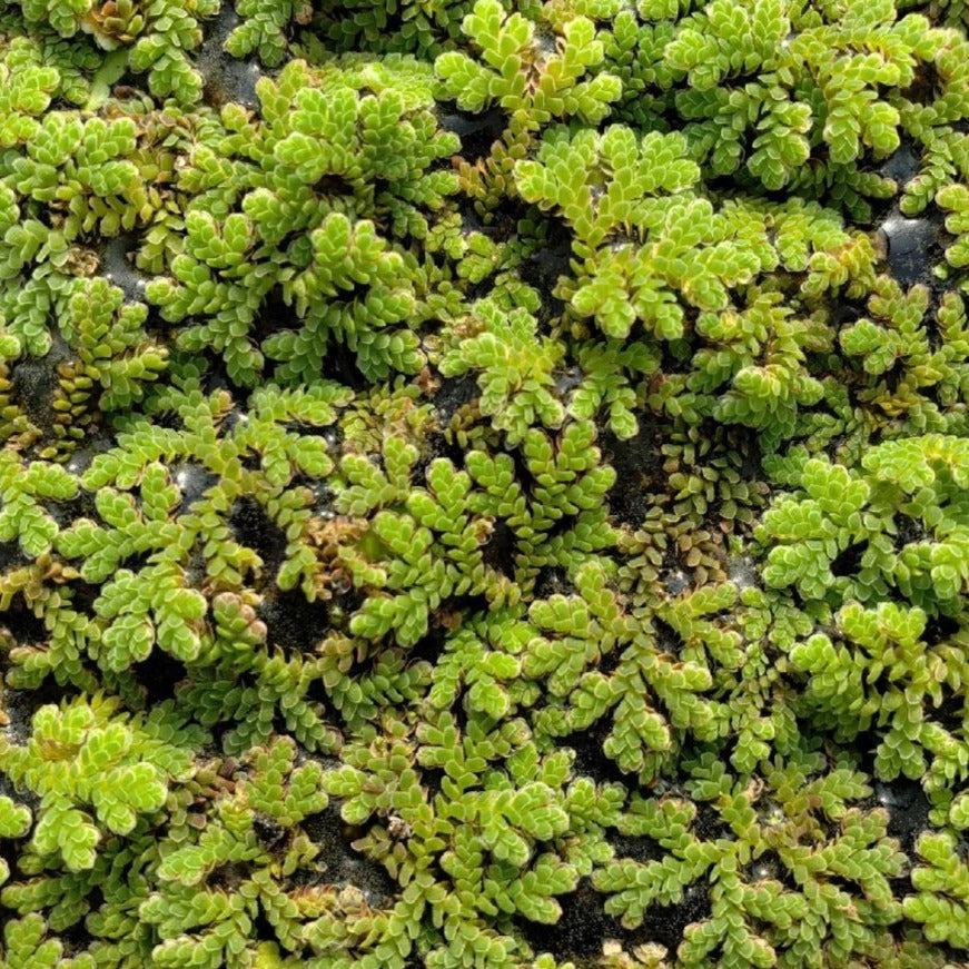 Azolla Floating Pond Plant