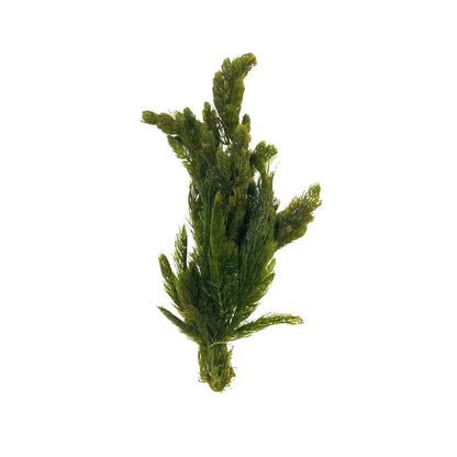 Hornwort aquatic bunch plant from WetPlants