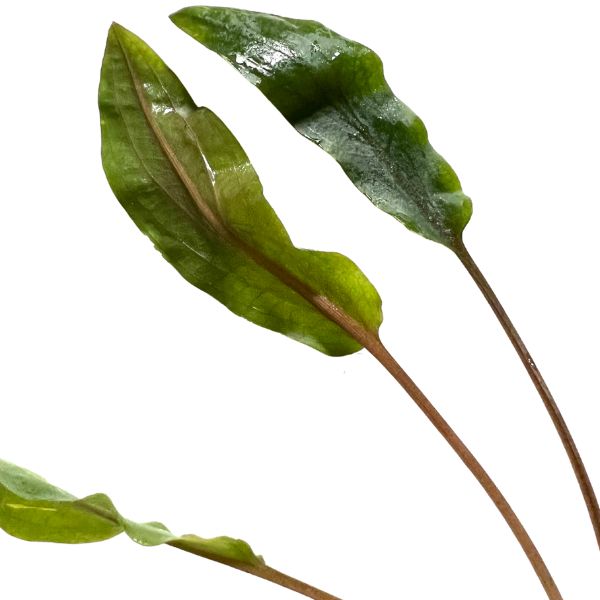 Cryptocoryne Wendti &#39;Mi Oya&#39; mioya wetplants aquatic plant