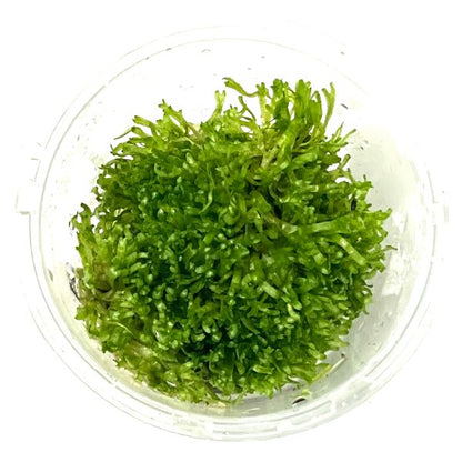 Riccia Fluitans (crystalwort) aquatic plant portion from WetPlants.com.