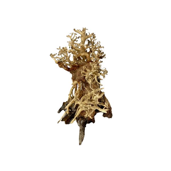 Hand-crafted Octopuswood Aquarium Bonsai Tree driftwood by WetPlants side