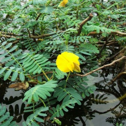 Giant Sensitive Fern