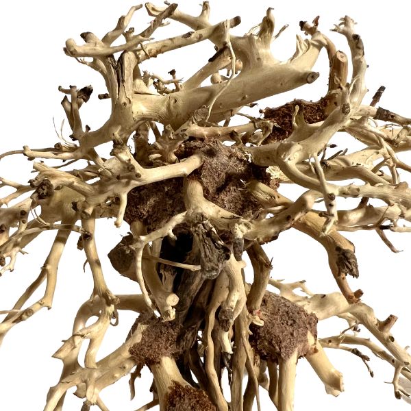 Yocemite Bonsai Tree Driftwood - 6&quot;