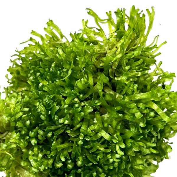 Riccia Fluitans (crystalwort) aquatic plant portion from WetPlants.com. (Closeup)