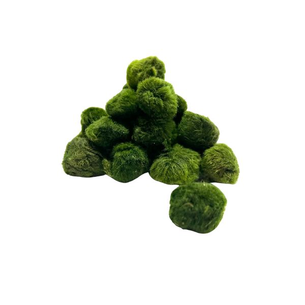 Marimo moss ball wetplants 2