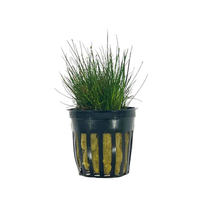 Dwarf Hairgrass aquatic plant from WetPlants