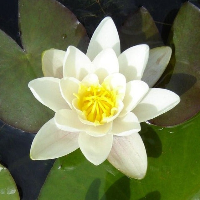 Albatross Hardy Water Lily