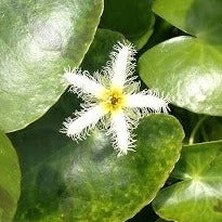 white snowflake