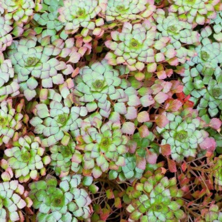 Mosaic Plant (Ludwigia sedioides)