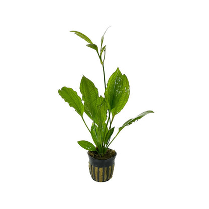 amazon sword plant seeds Amazon Swordplant – Wetplants