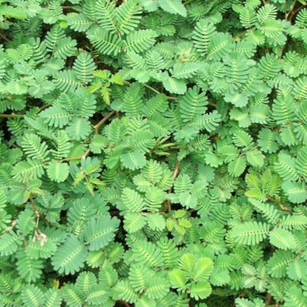 sensitive plant