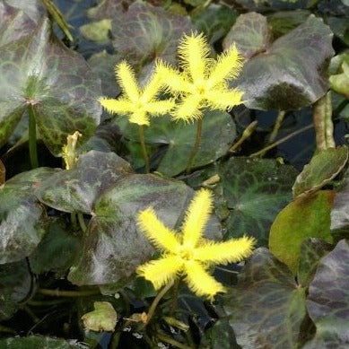 yellow snowflake