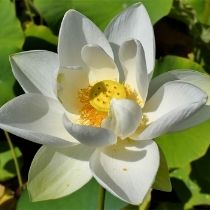 Alba Grandiflora Asiatic White Lotus pond plant