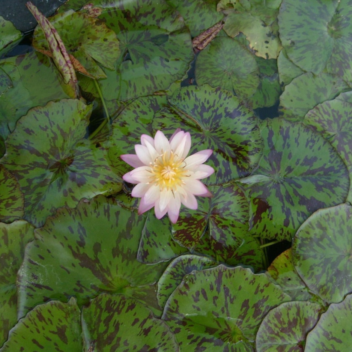 Albert Greenberg Tropical Water Lily with mottled foliage