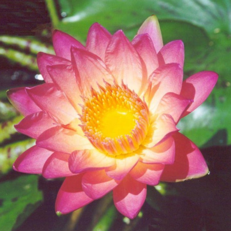 Albert Greenberg Tropical Water Lily