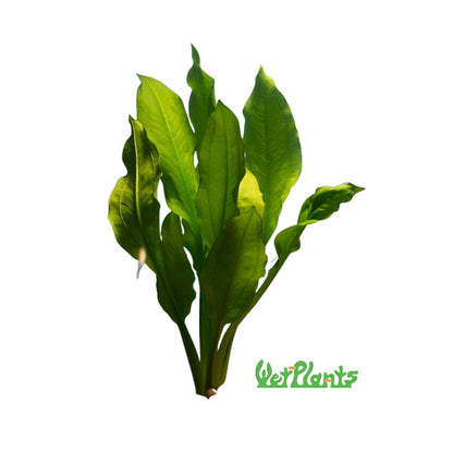amazon sword plant seeds Amazon Swordplant – Wetplants