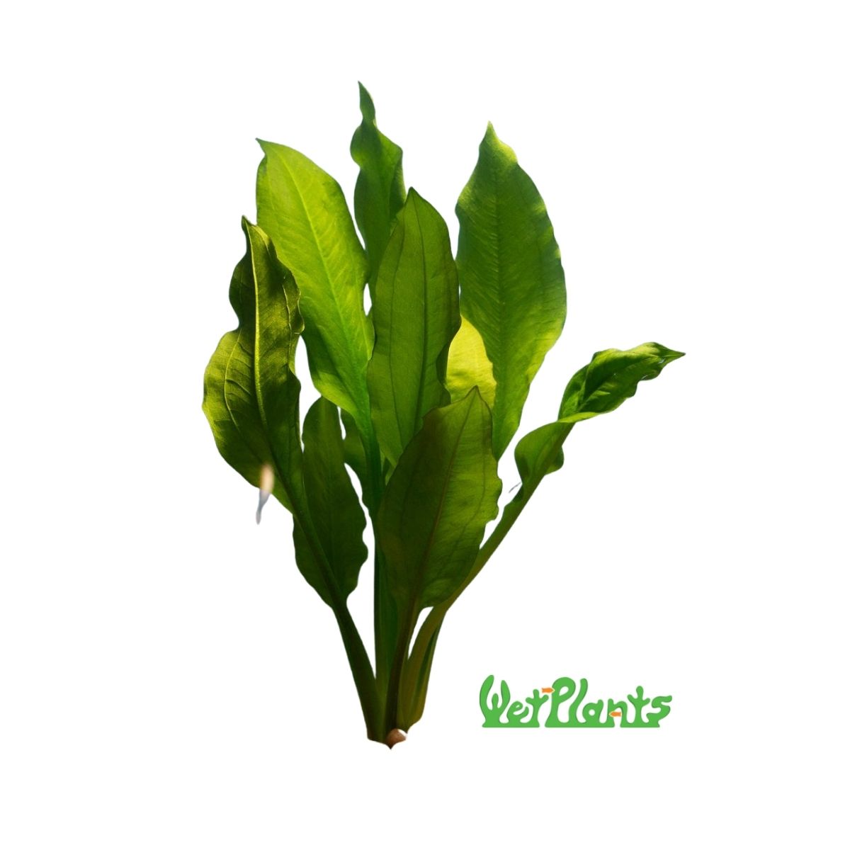 Amazon Sword Plant Aquatic Plant