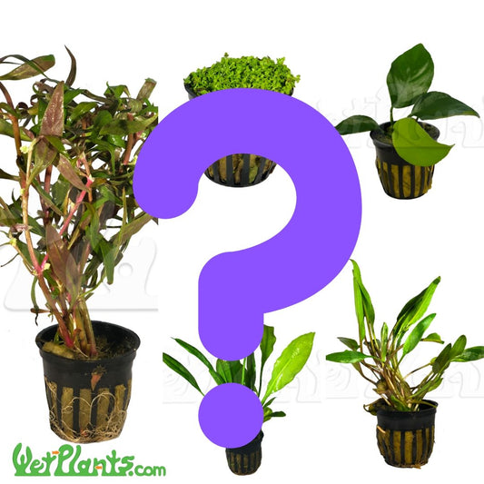 Potted Mystery Aquatic Plants Pack