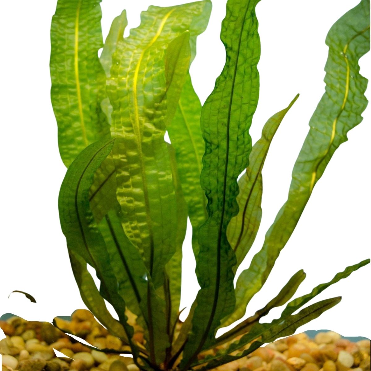 Boivinianus Aponogeton Aquatic Plant