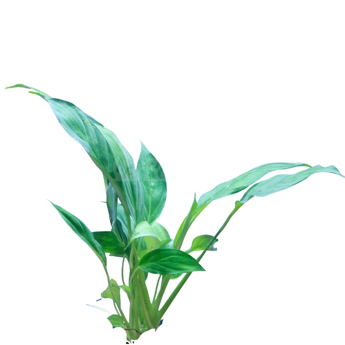 Brazil Sword Plant Aquatic Plant