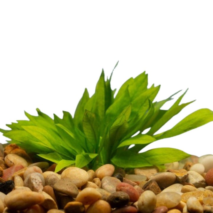 Sword Plants – Wetplants