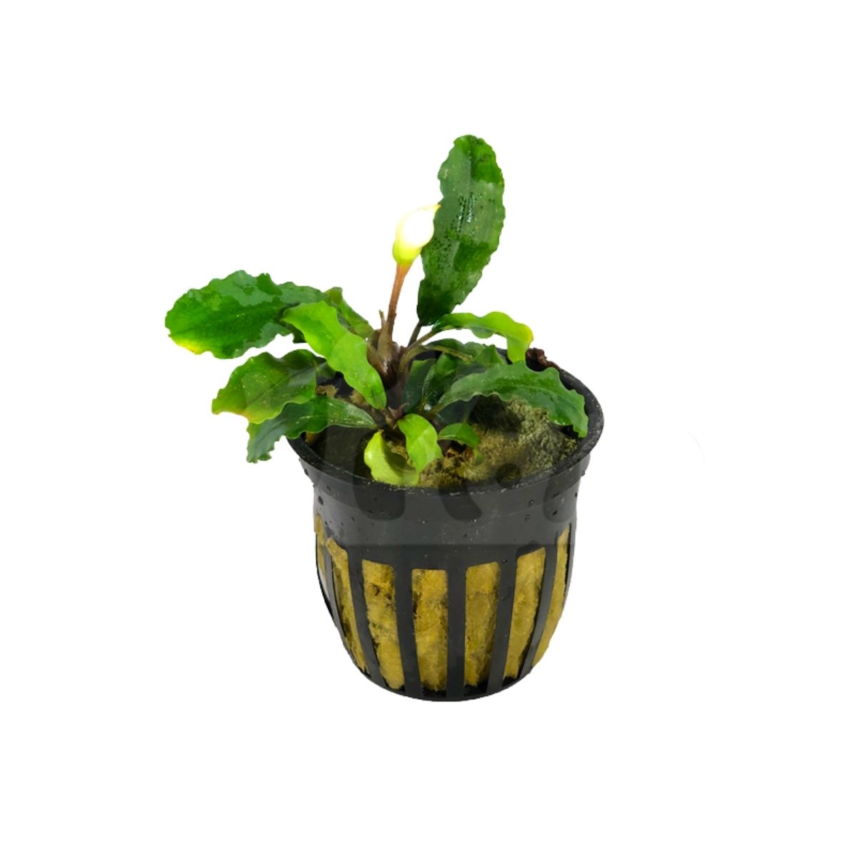 Bucaphalandra Green Wavy Aquatic Plant