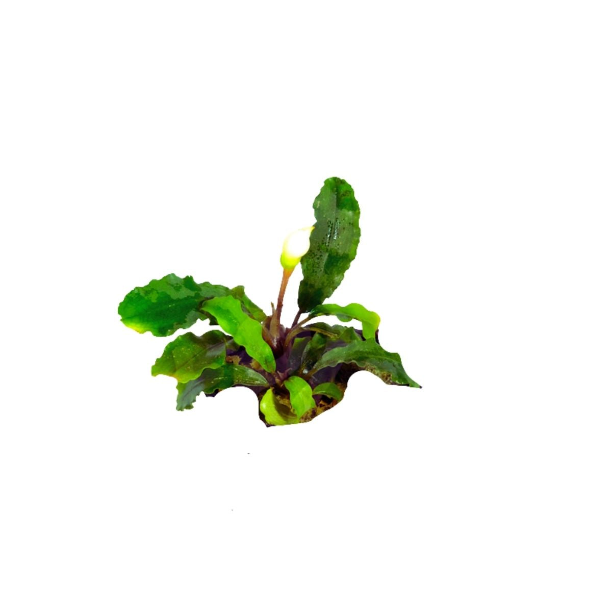 Bucaphalandra Green Wavy